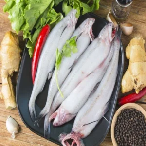 Bombay Duck Fish