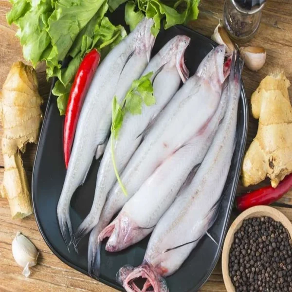 Bombay Duck Fish