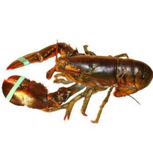 Lobster 3 Pcs