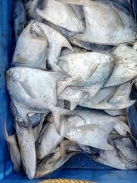 Pomfret Fish 6-7 Pcs