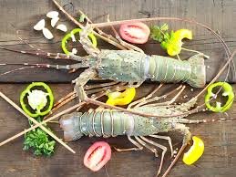 Lobster 4 Pcs